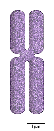 File:201108 chromosome.png