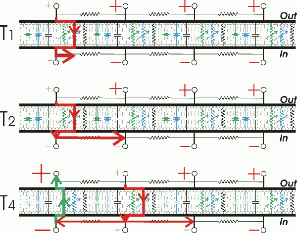 File:AP propagation membrane model.png