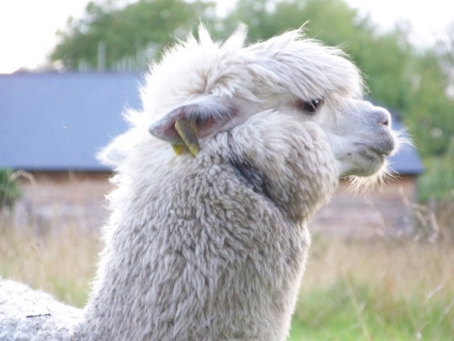 File:A very cross Alpaca - geograph.org.uk - 509428.jpg