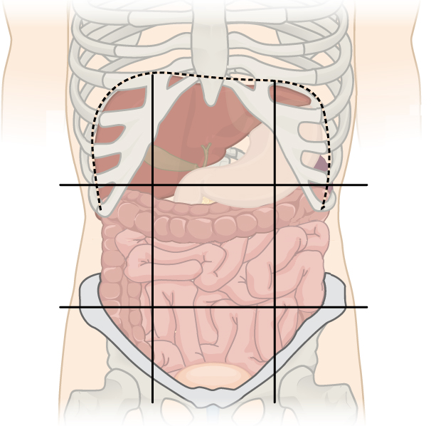 9 quadrants of abdomen and organs