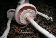 <i>Agaricus pocillator</i> Species of fungus