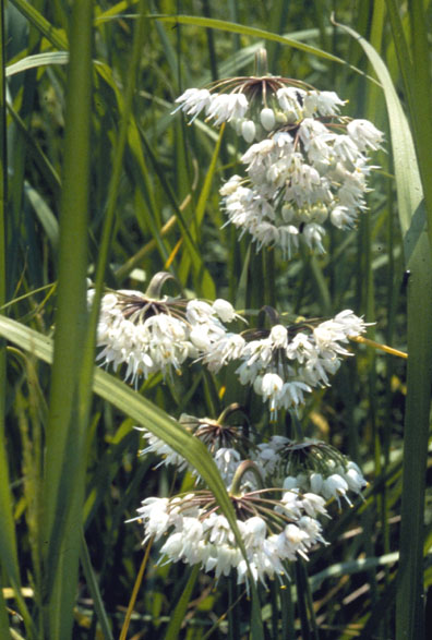 Allium cernuum.jpg