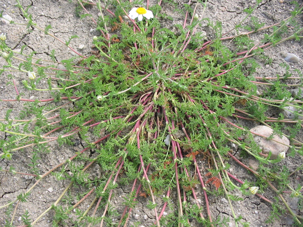 File:Marihuana Hoja.jpg - Wikimedia Commons