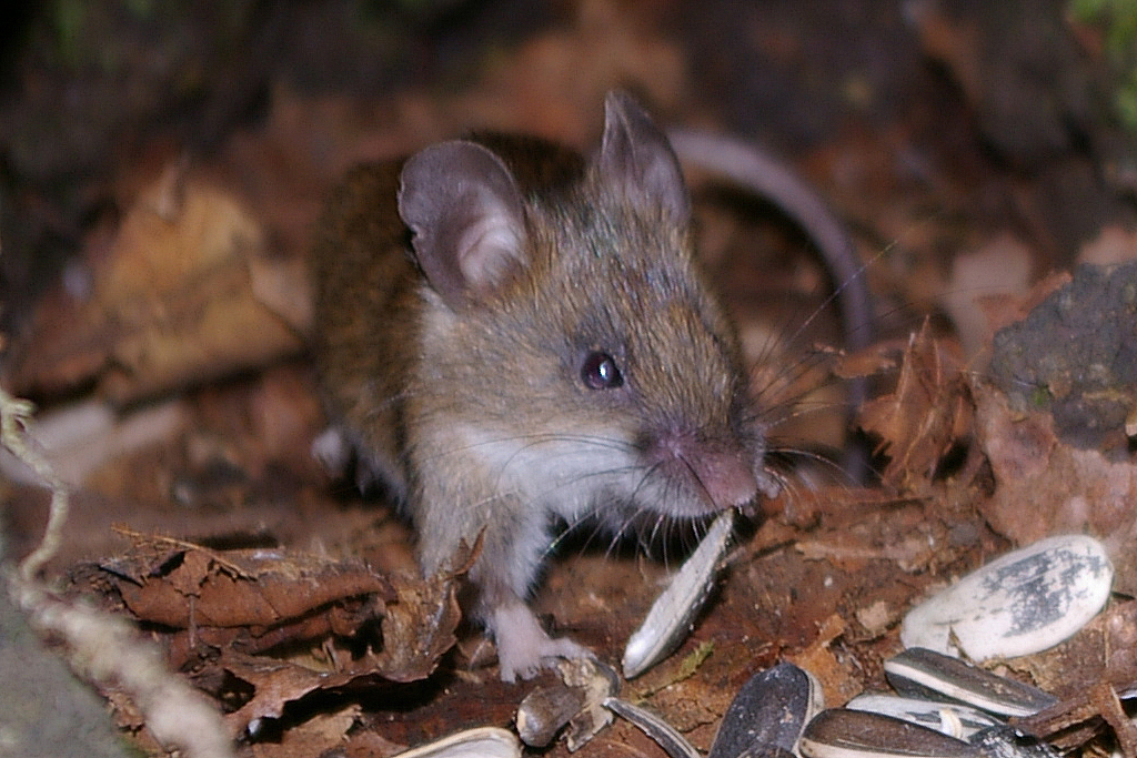 Лесные и полевые мыши — Википедия