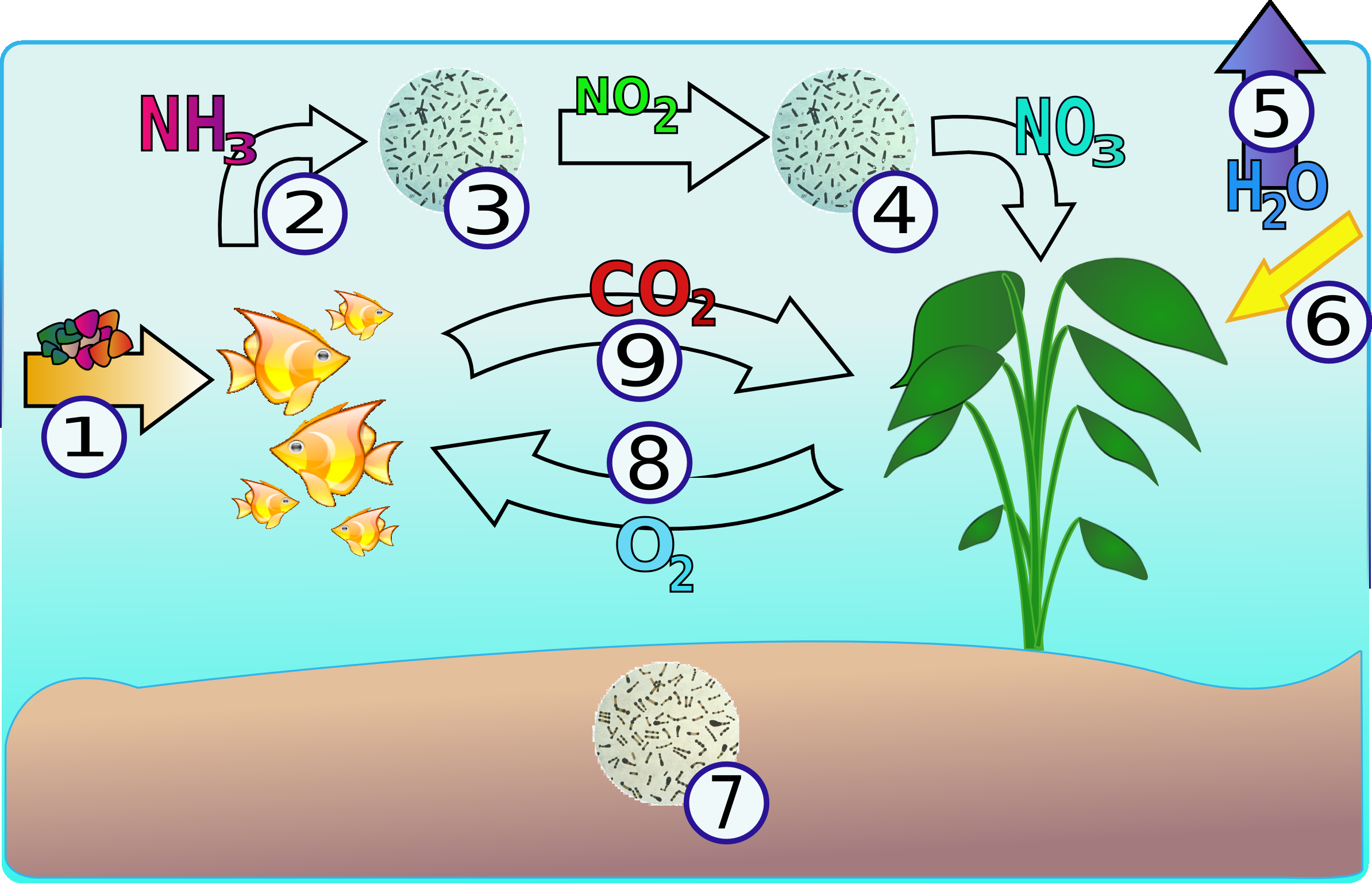 File:Aquarium-NitrogenCycle.png - Wikimedia Commons