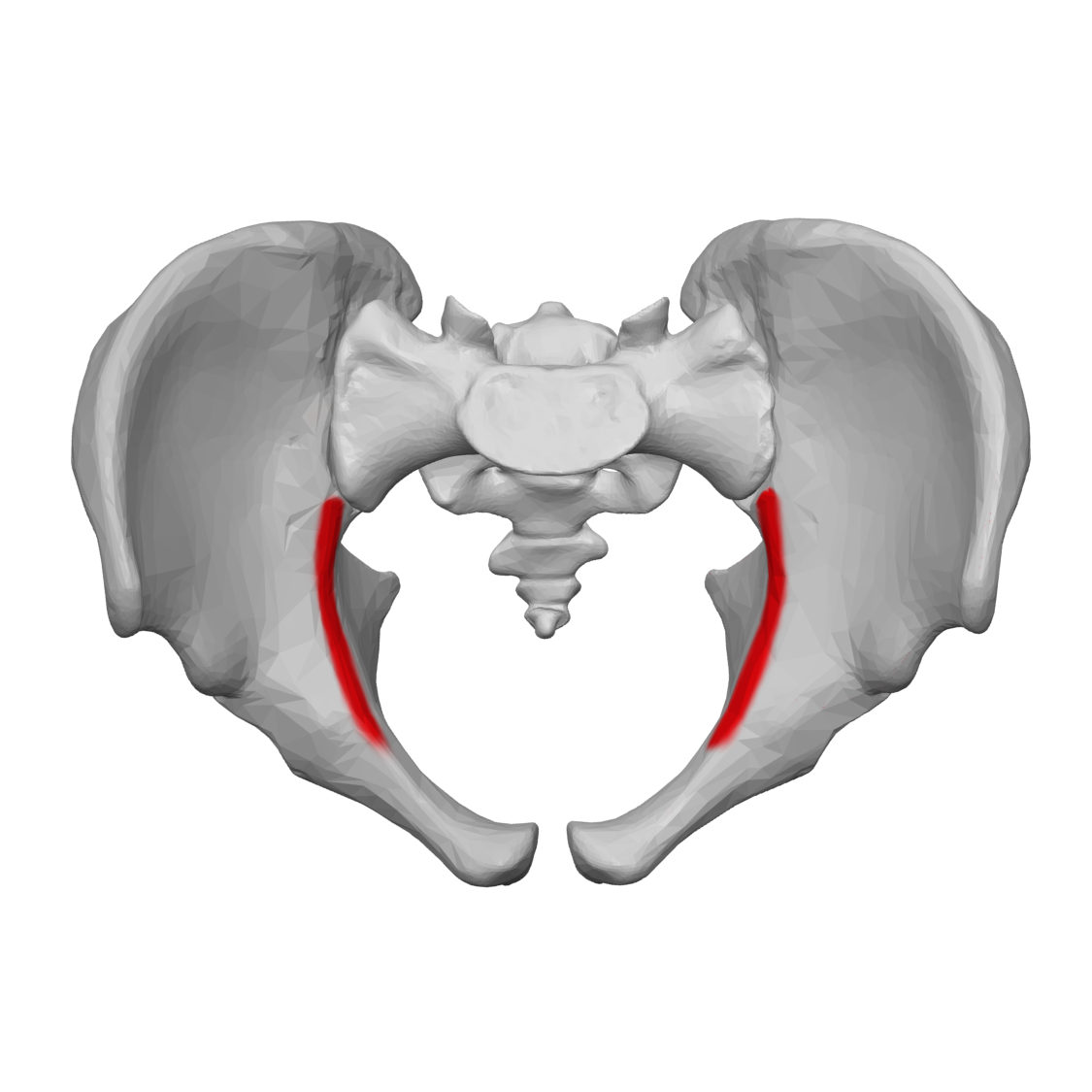 arcuate line