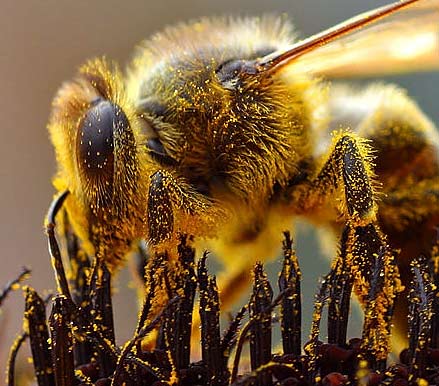 File:Bees Collecting Pollen cropped.jpg