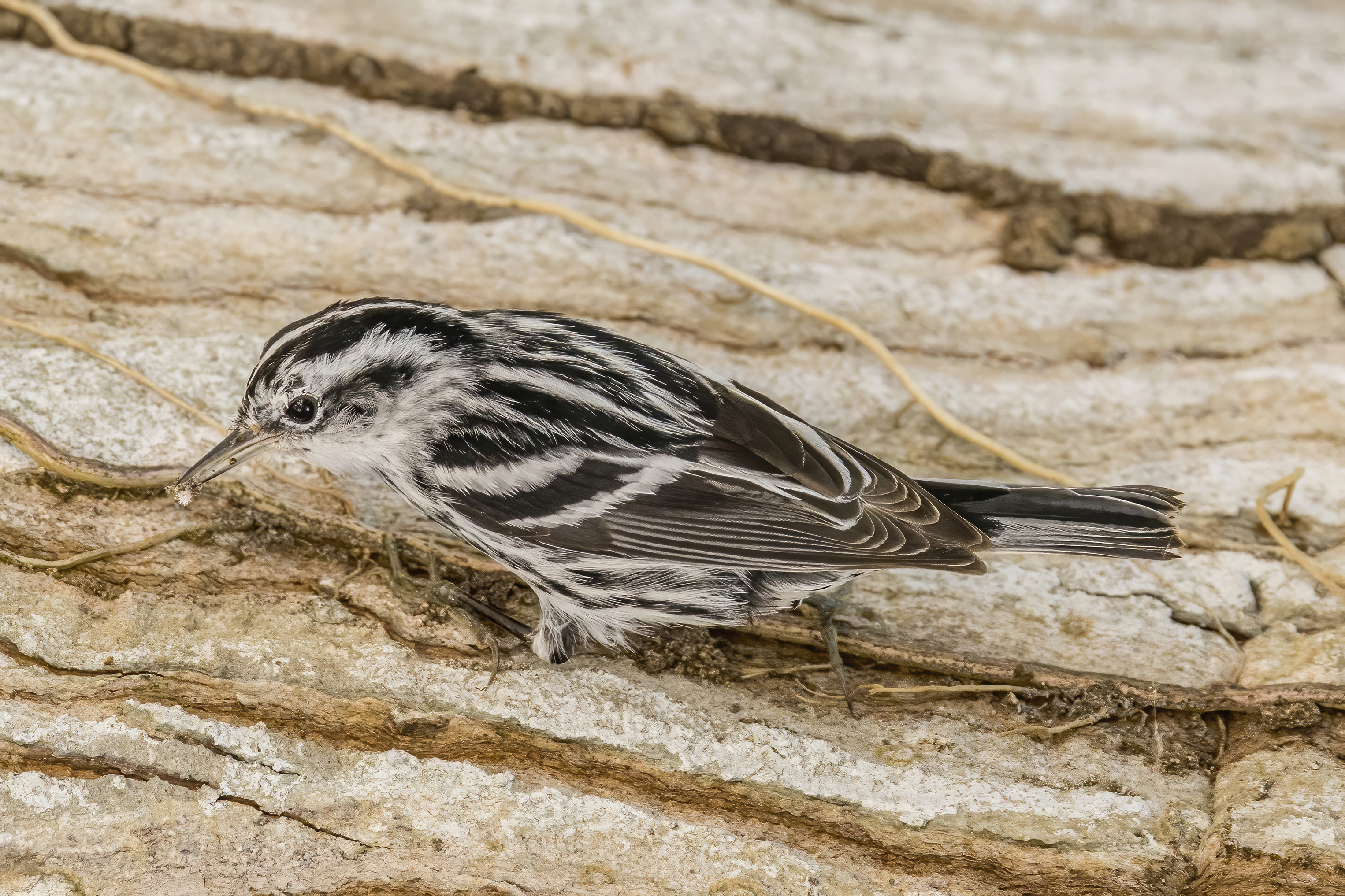 black and white warbler female