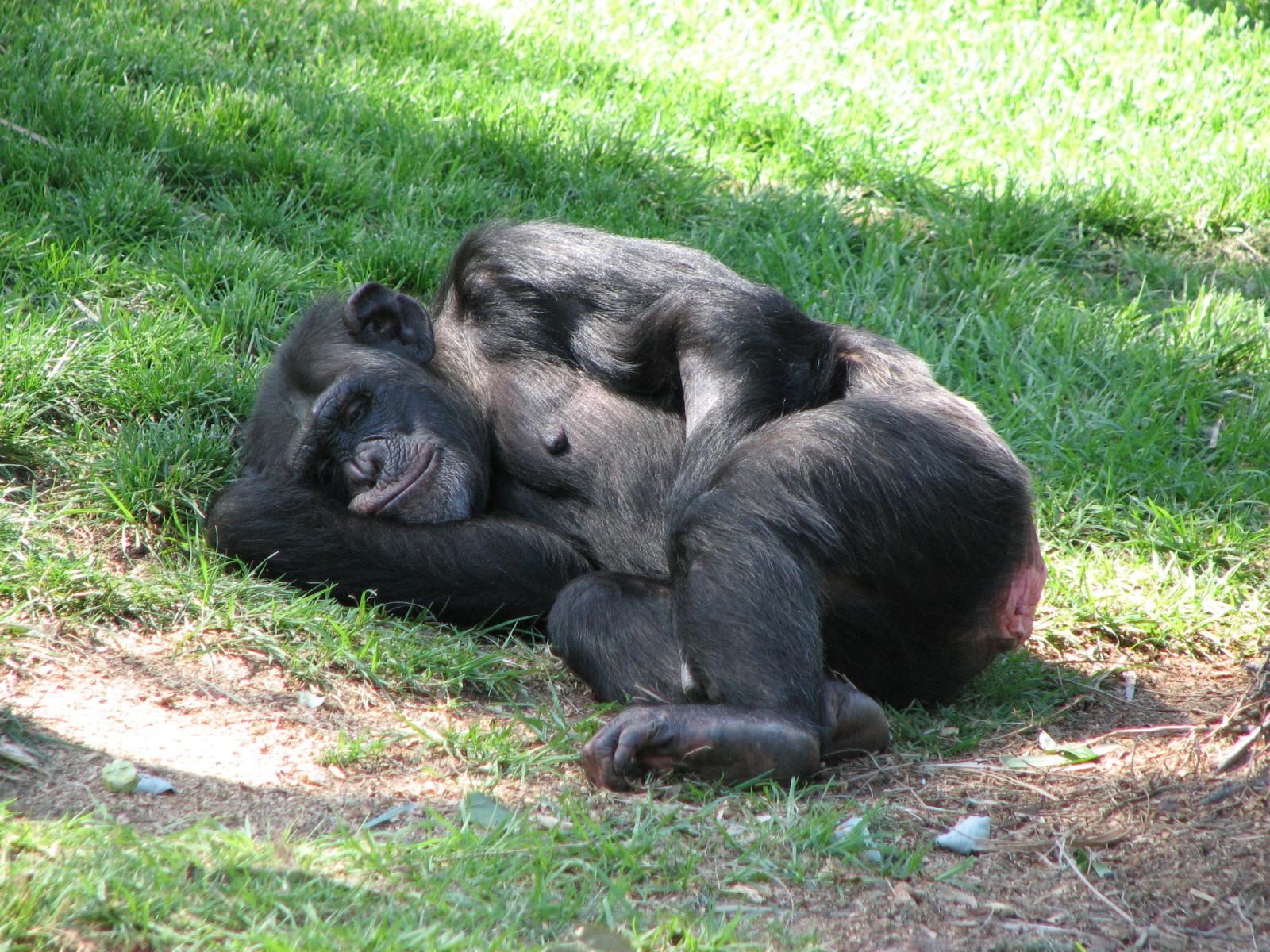 File:Chimpanzee At Taronga Zoo.jpg - Wikimedia Commons