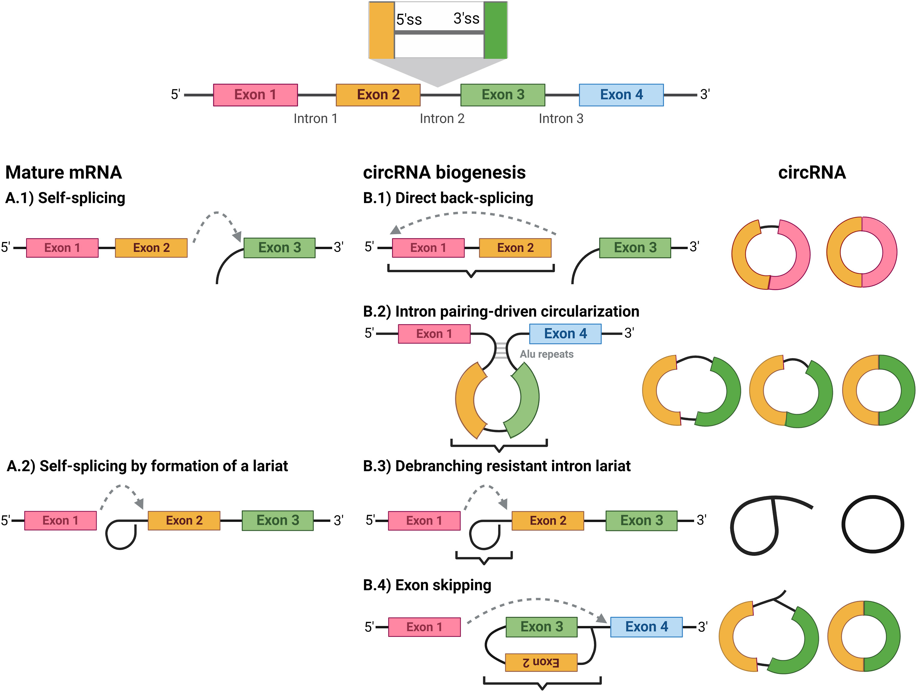 Frontiers  MicroRNAs, long non-coding RNAs, and circular RNAs and