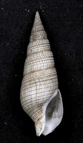 <i>Clavatula milleti</i> Species of gastropod