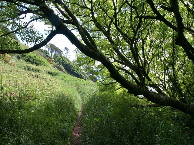 File:Coast path above Newfoundland Cove - geograph.org.uk - 812273.jpg