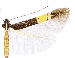 Cosmopterix attenuatella