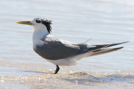 File:Crested Tern.jpg