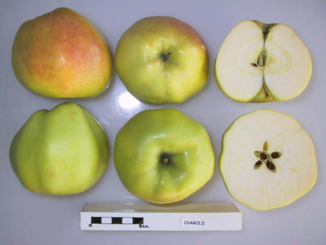 File:Cross section of Idagold, National Fruit Collection (acc. 1951-045).jpg