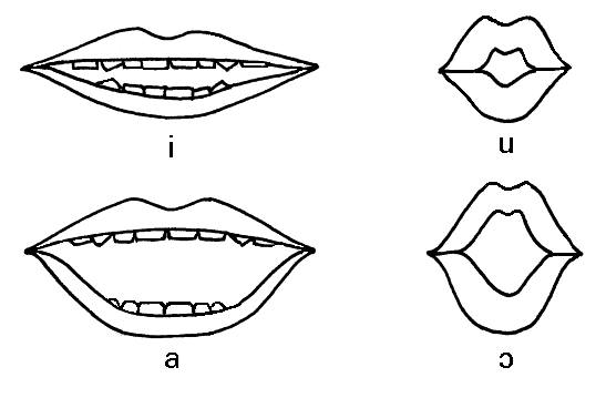 Артикуляция гласных звуков в картинках для детей губы