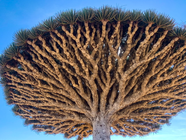 File:Dragonbloodtree.jpg