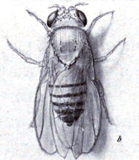 File:Drosophila with mutation notch from Critique of the Theory of Evolution Fig 053.jpg