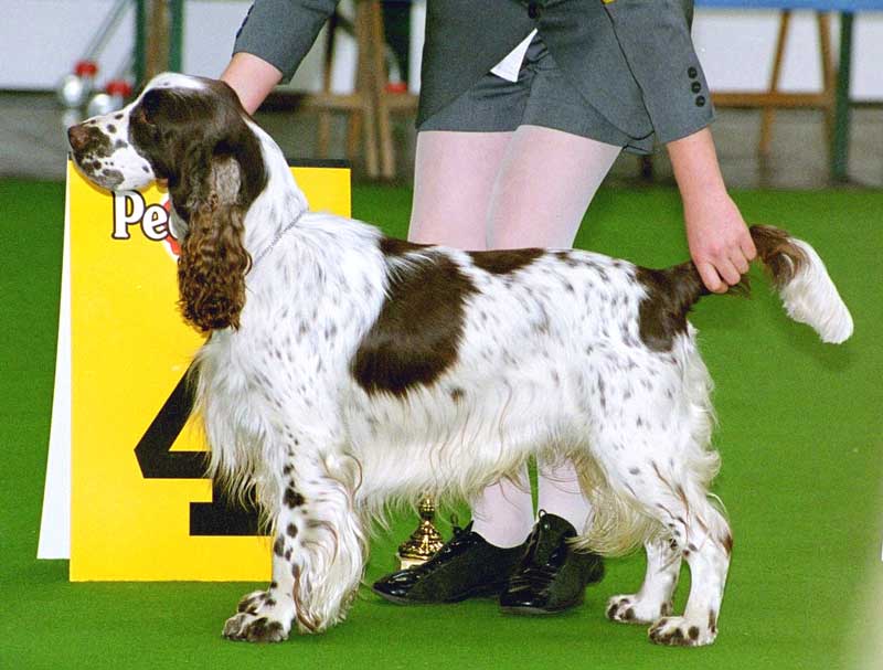 show english springer spaniel