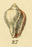 <i>Erato voluta</i> Species of gastropod