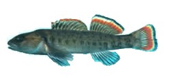 File:Etheostoma etowahae.jpg