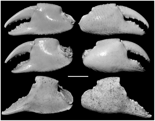 File:Evolution-Insular-Restriction-and-Extinction-of-Oceanic-Land-Crabs-Exemplified-by-the-Loss-of-an-pone.0019916.g002.jpg