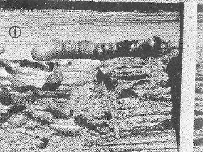 File:FMIB 49828 Creosoted Douglas fir pile from Pier 7, San Francisco, destroyed near the mud-line by Xylotrya and Limnoria Notge deviating.jpeg