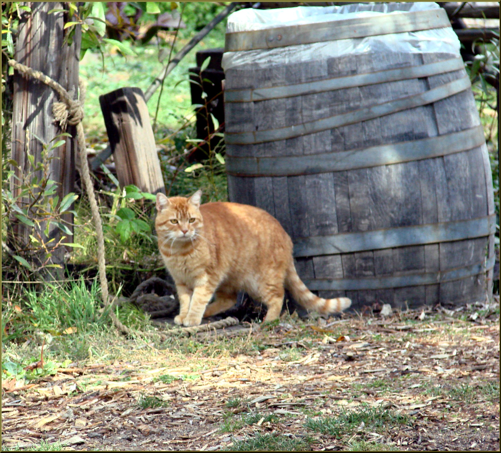 Farm cat - Wikipedia