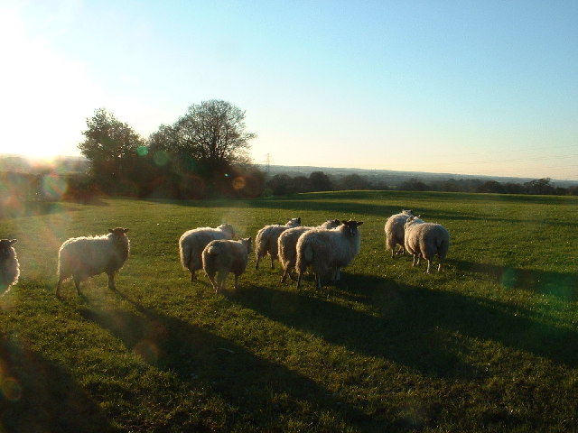 File:Farmland near Bilsborrow - geograph.org.uk - 113164.jpg