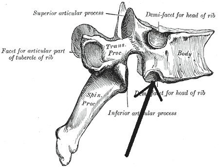 File:Foveacostalisinferior.png