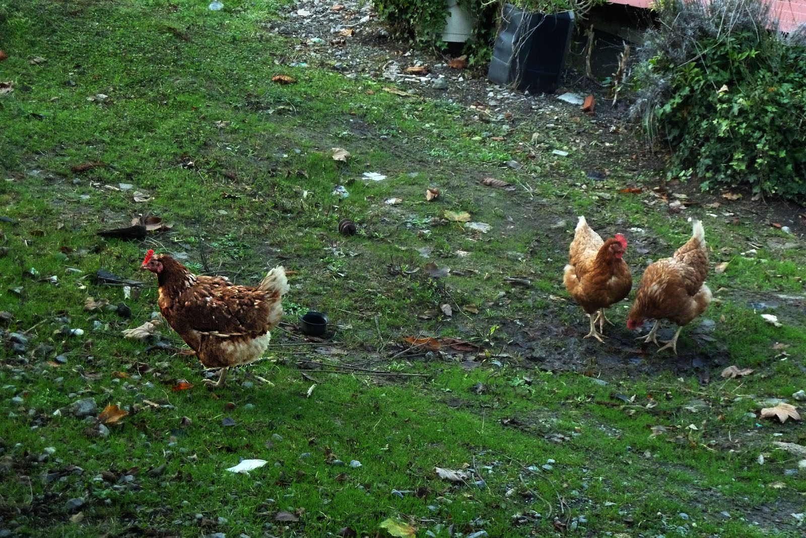 Que hacen las gallinas