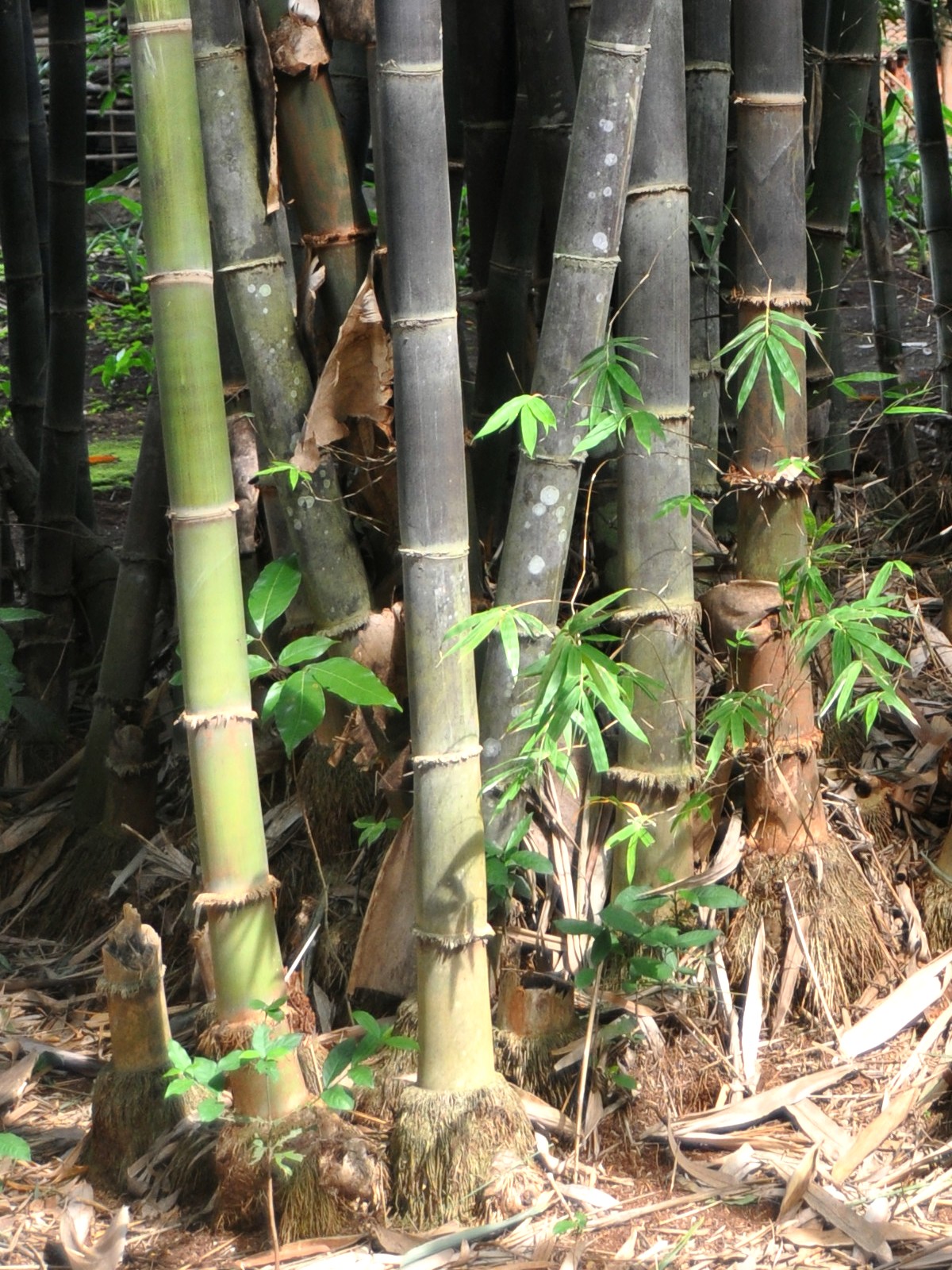  Gigantochloa atroviolacea  Wikispecies