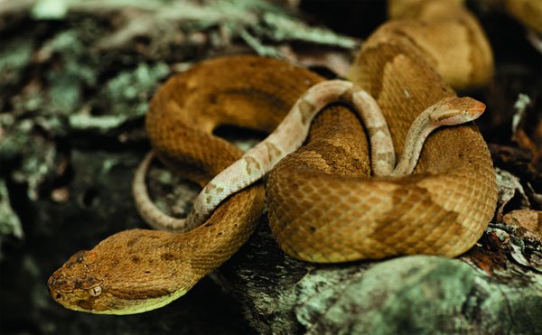 File:Golden lancehead viper.jpg