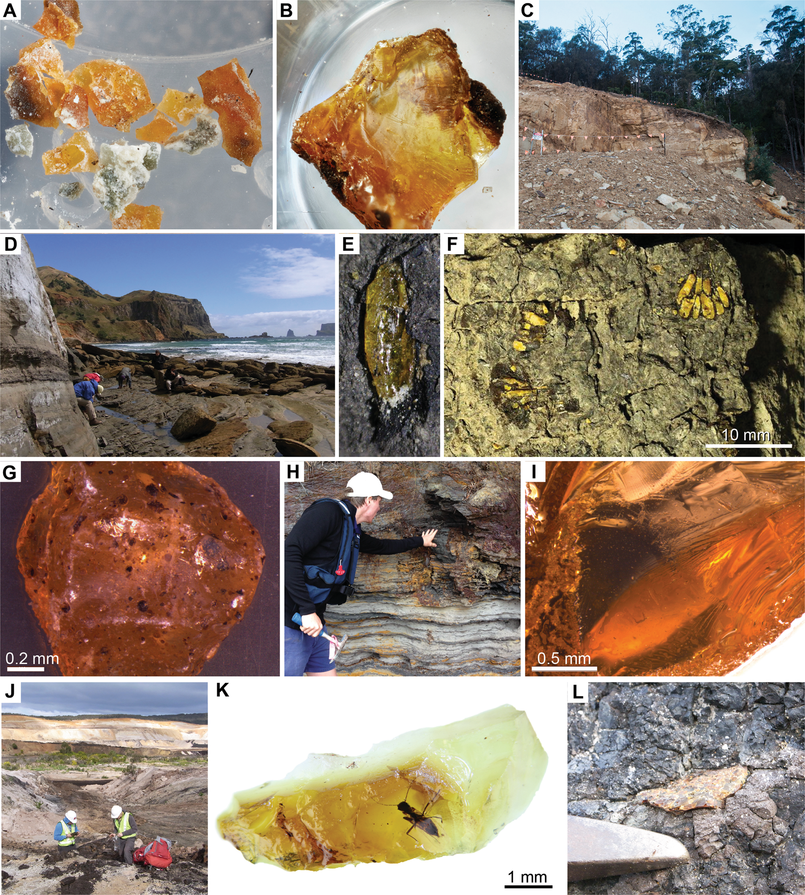 File:Gondwana amber.png - Wikimedia Commons