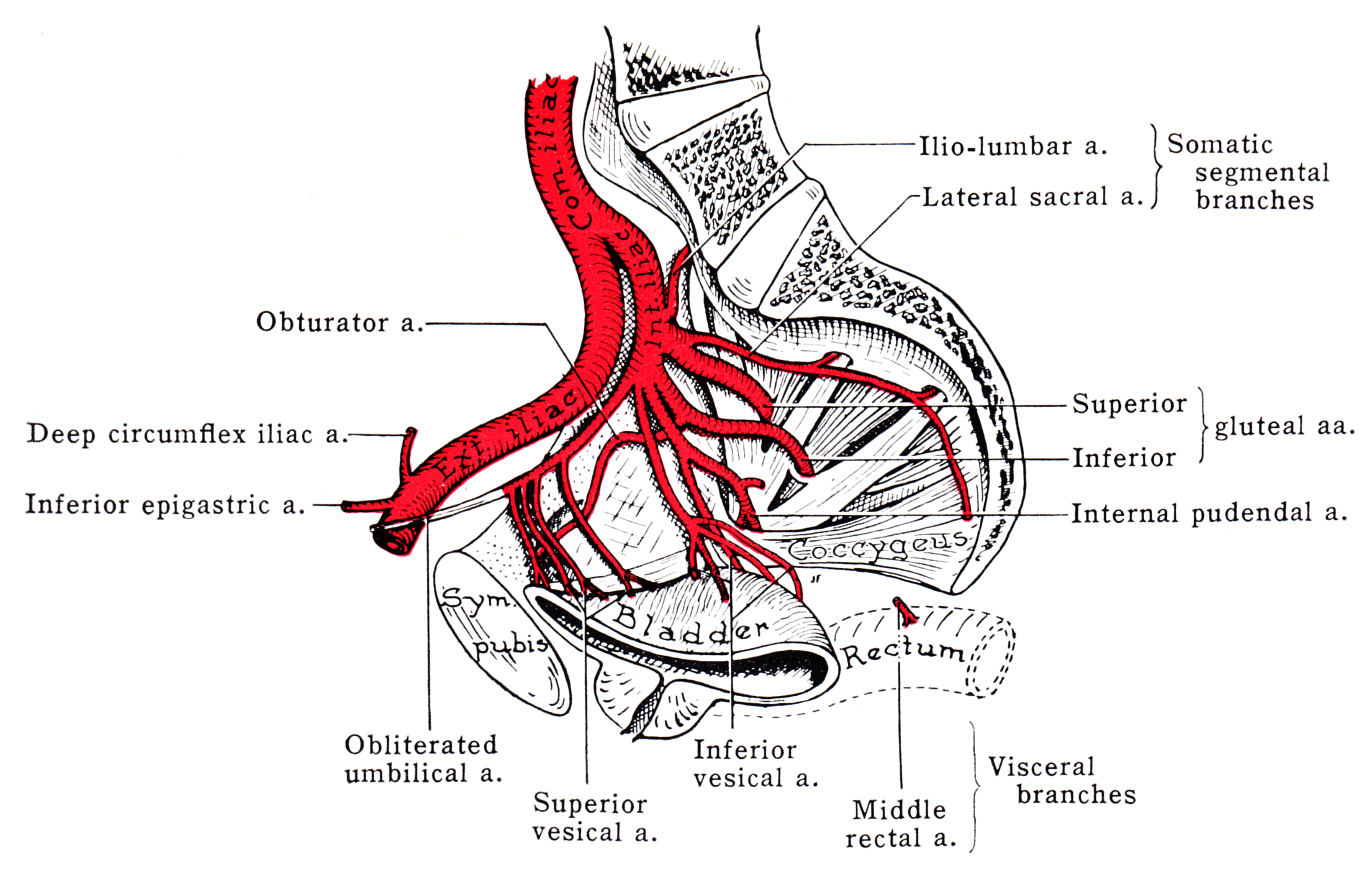 Внутренняя вена латынь. Внутренняя подвздошная артерия. Артерии малого таза. Артерии малого таза анатомия.