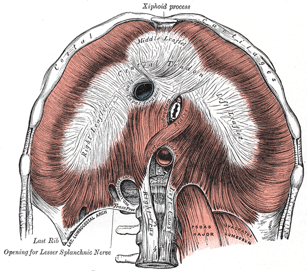 Central tendon of diaphragm - Wikipedia