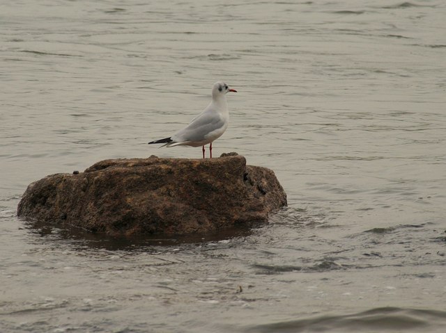 File:Gull, Shaldon - geograph.org.uk - 1042019.jpg