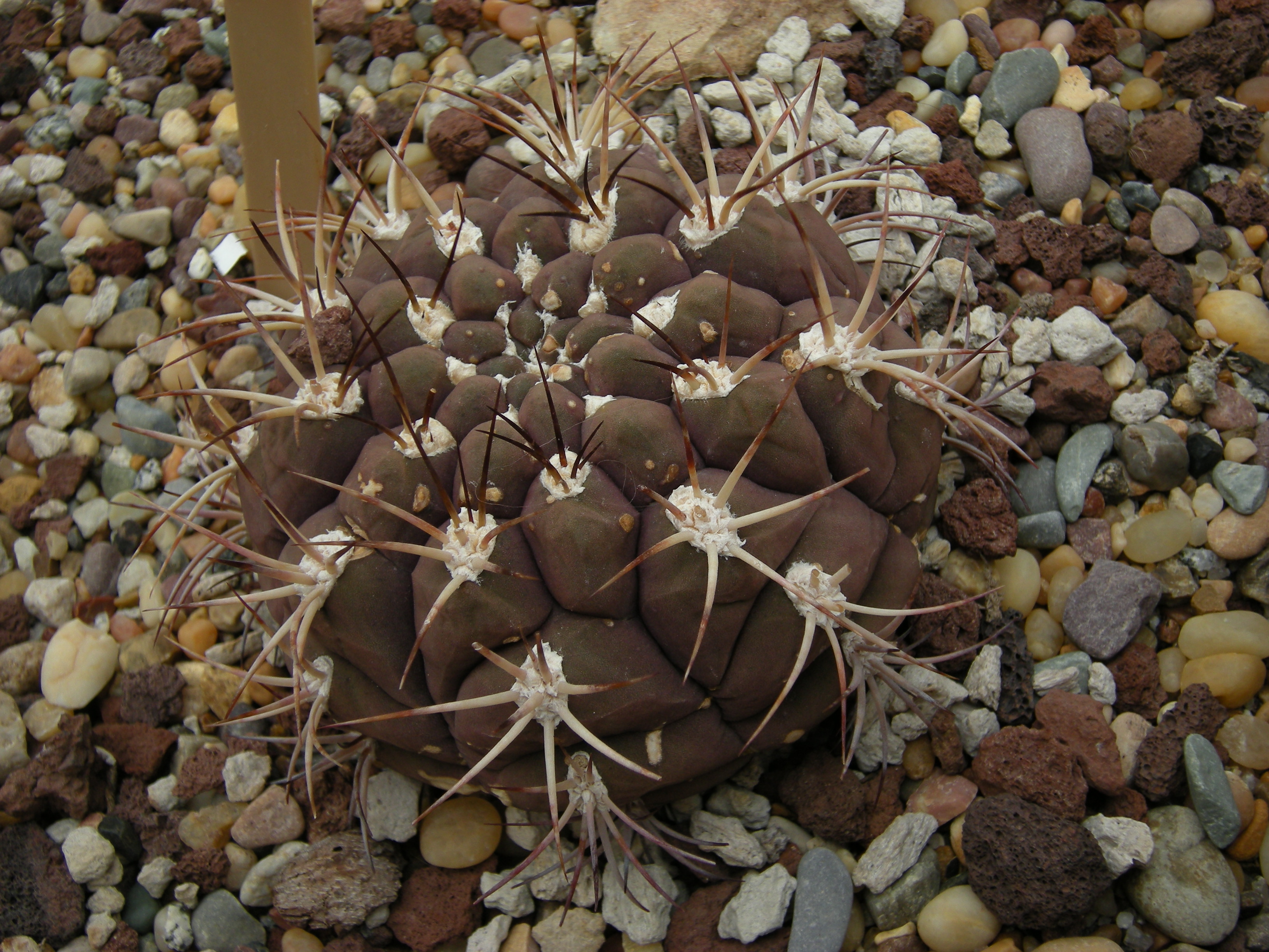 Gymnocalycium gaponii