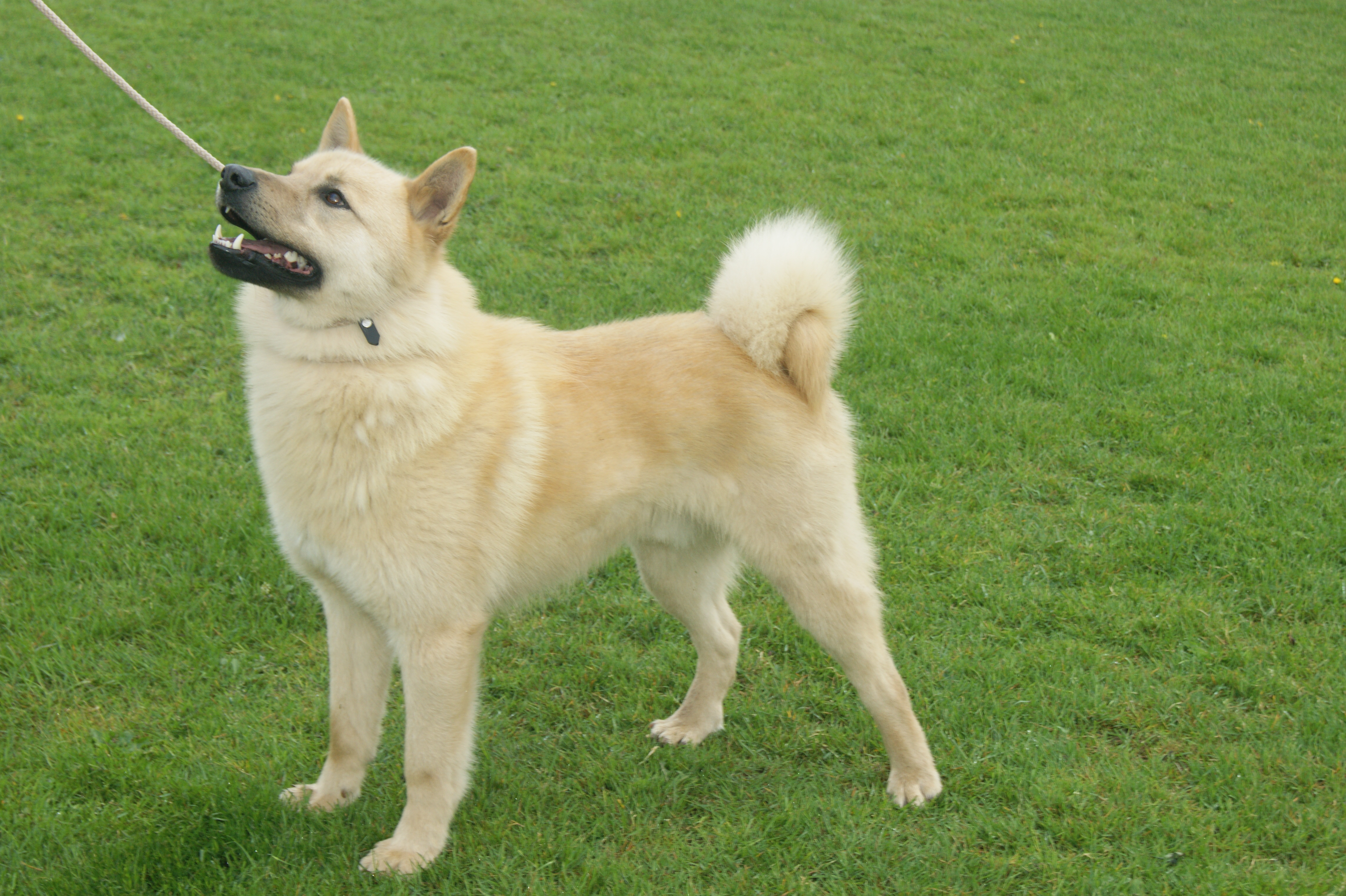 White elkhound discount