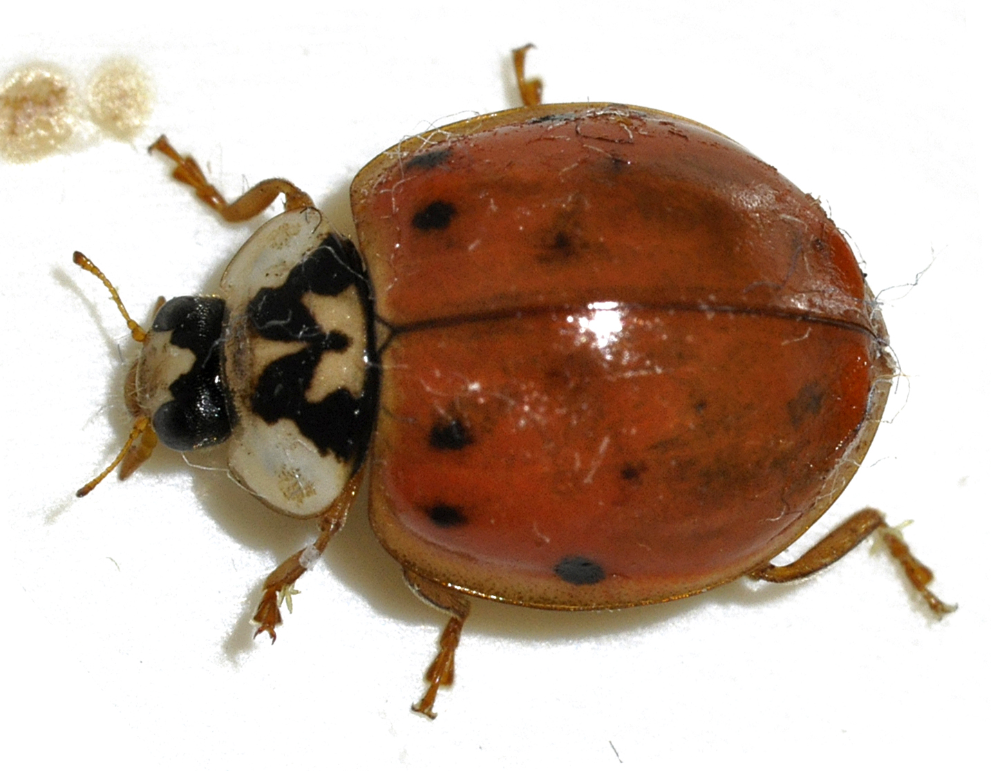 Harmonia axyridis - Wikipedia