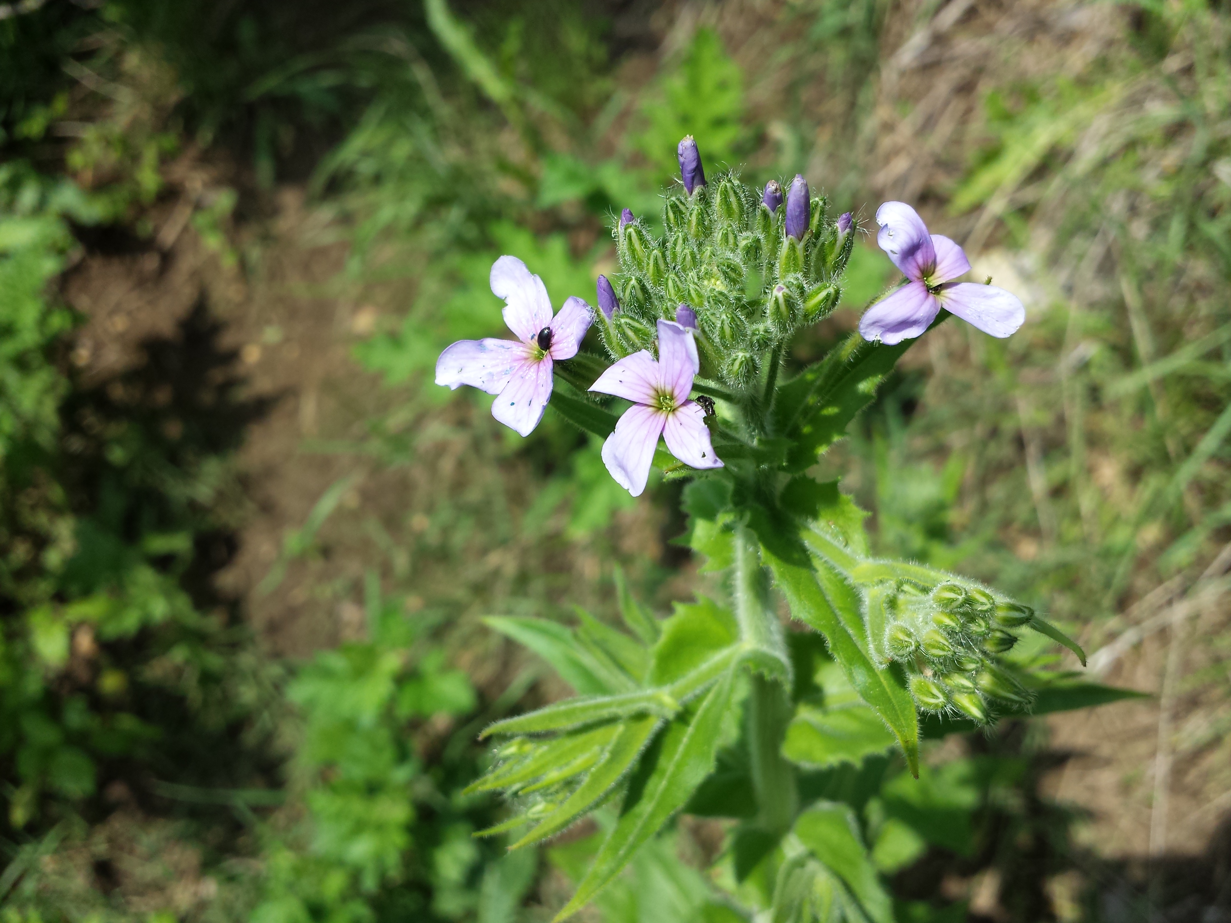 Hesperis sibirica l