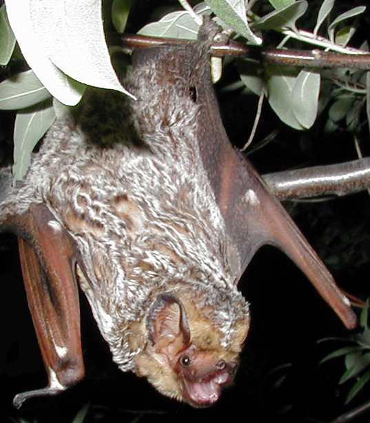 The average litter size of a Hoary bat is 2
