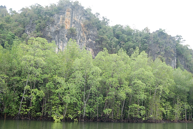 File:Hutan pokok bakau di tepi Sungai Kisap.jpg