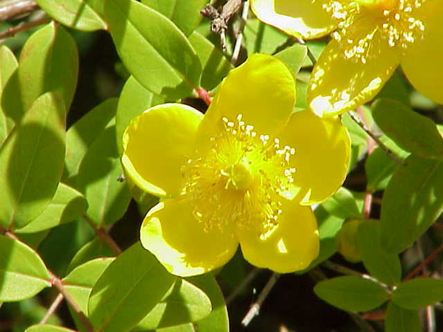 File:Hypericum moserianum0.jpg