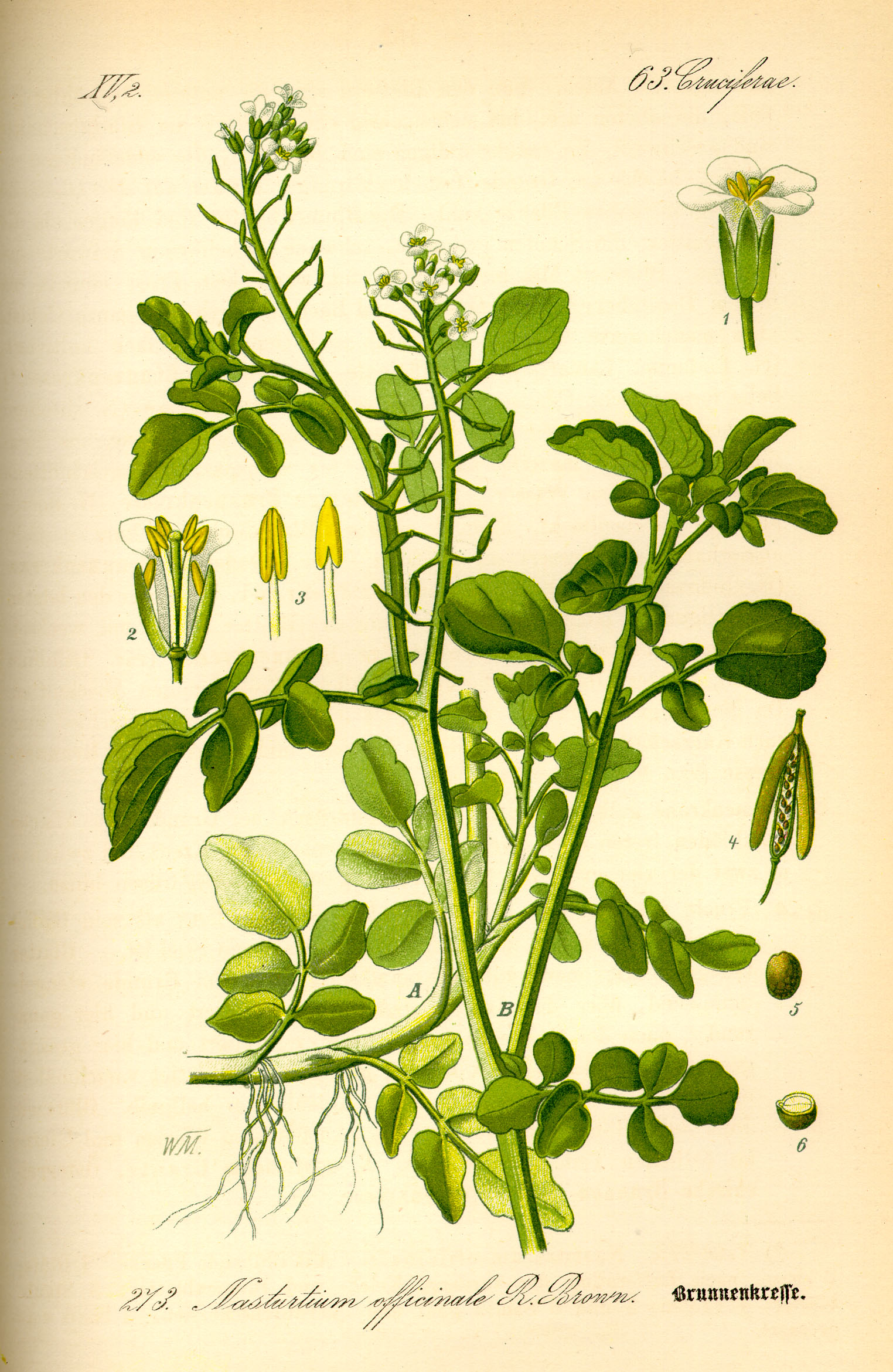 Illustration Nasturtium officinale0.jpg