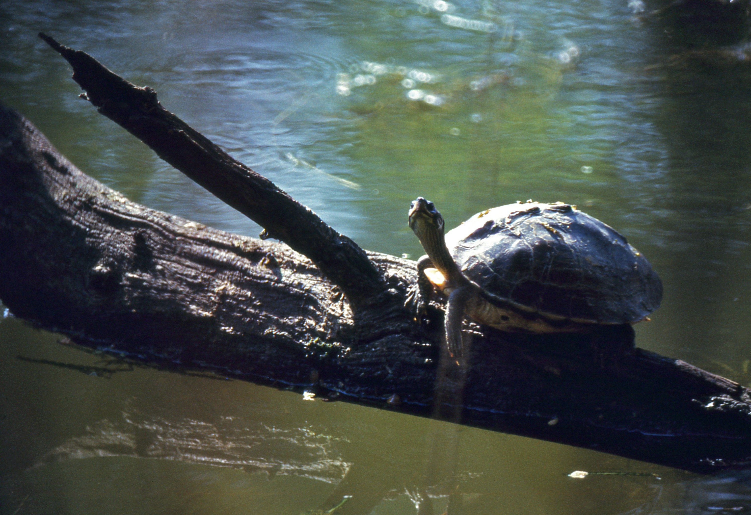 Indian Roofed Turtle (Pangshura tecta) (19972184626).jpg