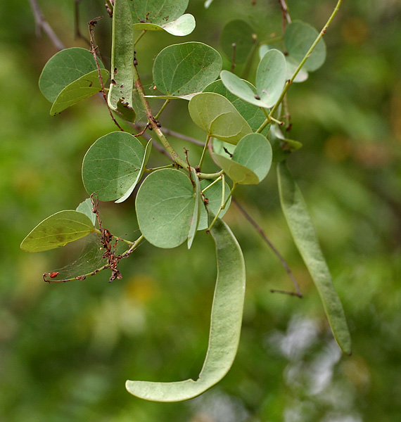 File:Jhinjheri (Bauhinia racemosa) leaves & fruit pods in Hyderabad, AP W IMG 7117.jpg