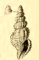 <i>Kermia catharia</i> Species of gastropod