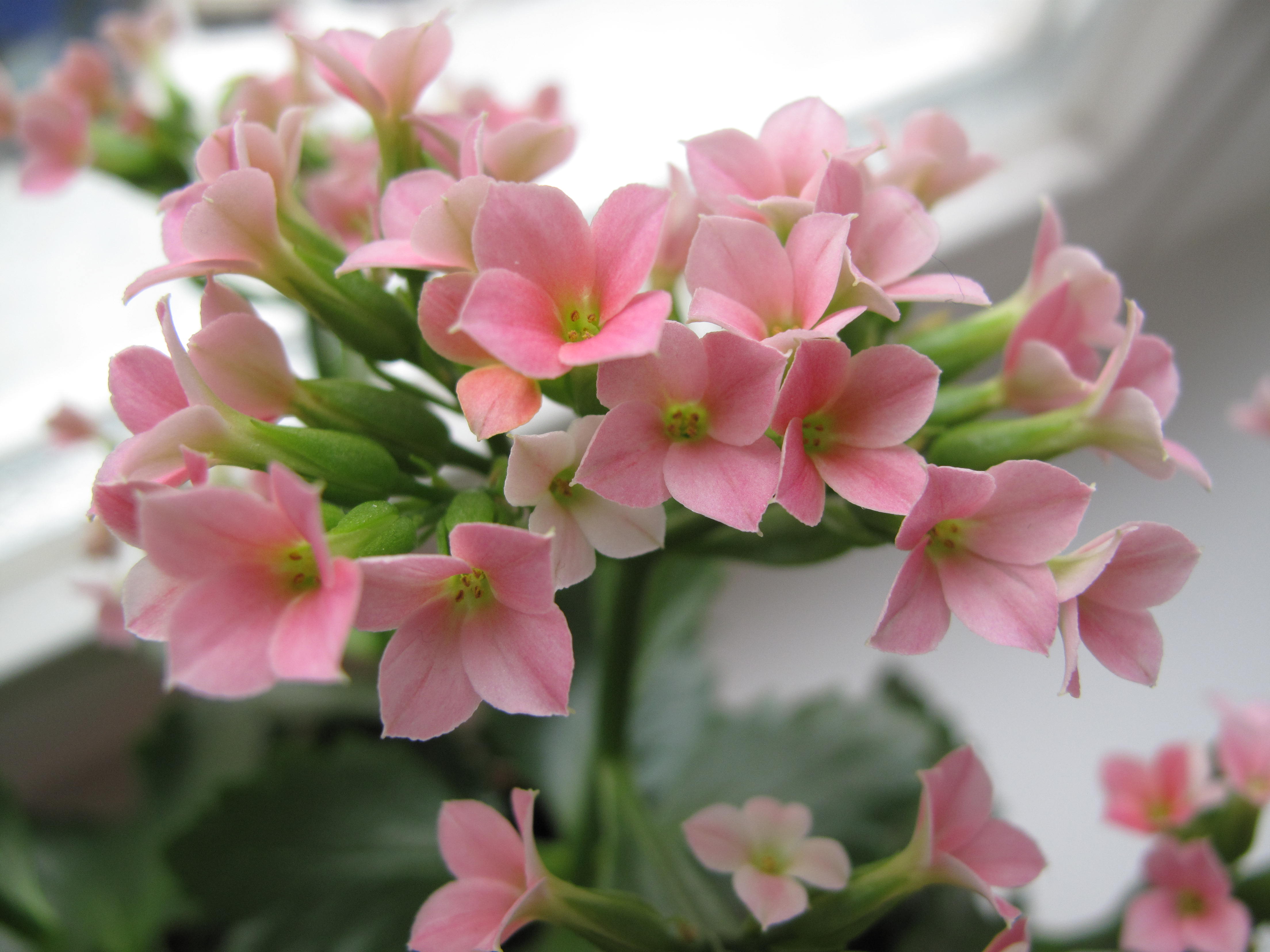 Каланхоэ блоссфельда. Kalanchoe blossfeldiana Розалинда. 16. Kalanchoe blossfeldiana. Tr blossfeldiana variegata.