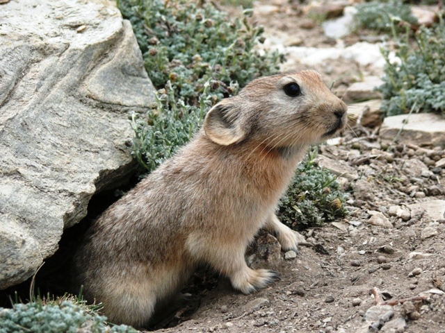 File:Ladakh Pika 2007.jpg